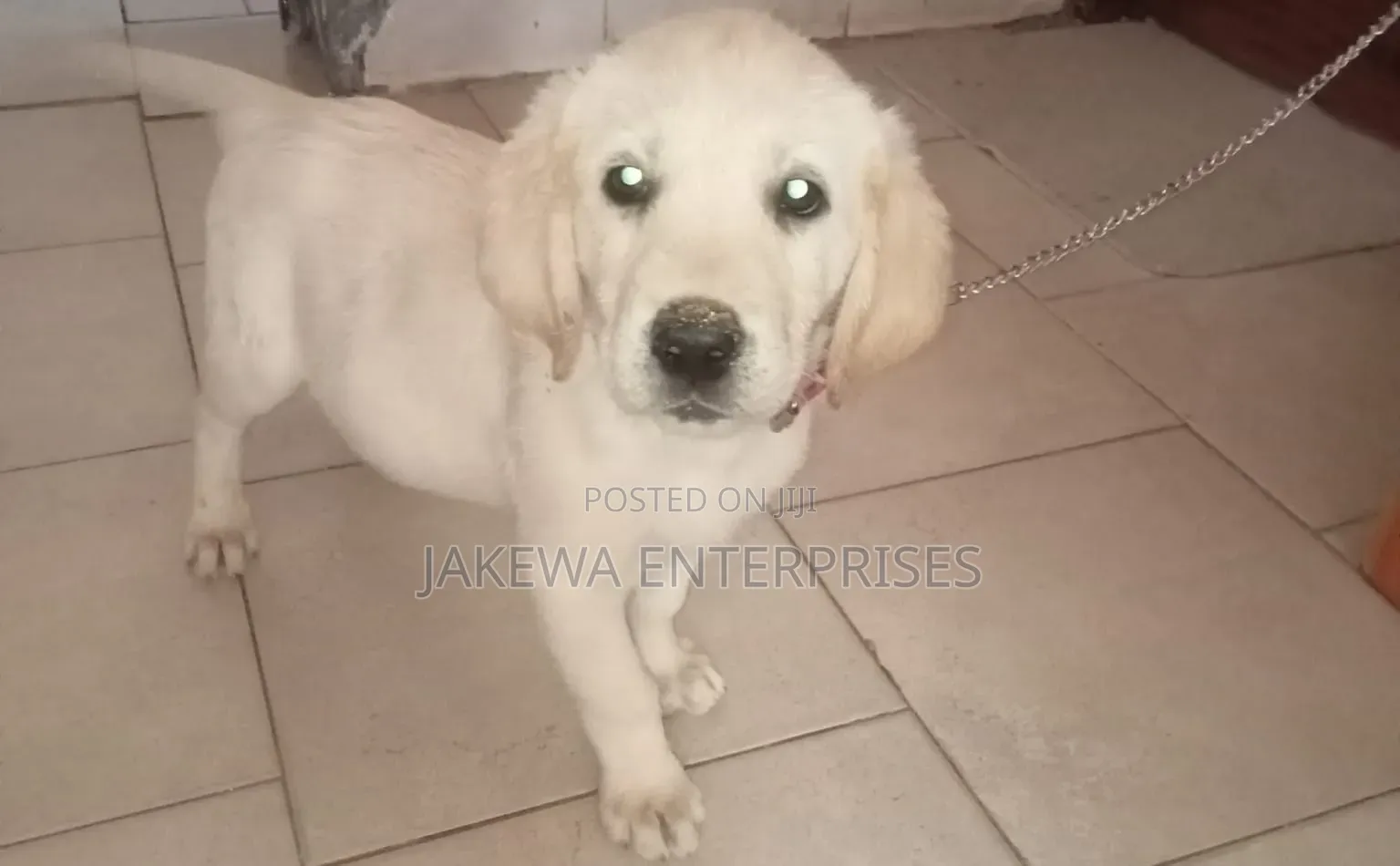 1-3 months Male Purebred Labrador Retriever