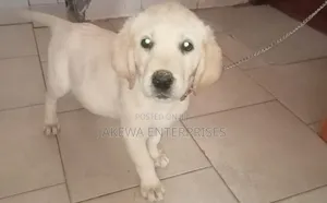 1-3 months Male Purebred Labrador Retriever