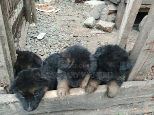 1-3 months Female Purebred German Shepherd