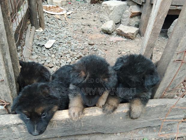 1-3 months Female Purebred German Shepherd