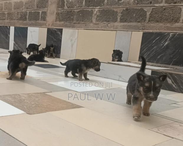 1-3 months Male Mixed Breed German Shepherd