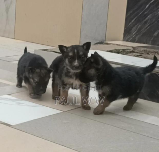 1-3 months Male Mixed Breed German Shepherd - thumbnail 2