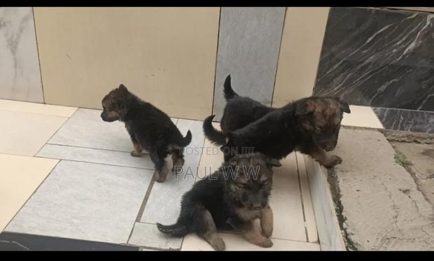 1-3 months Male Mixed Breed German Shepherd - thumbnail 3
