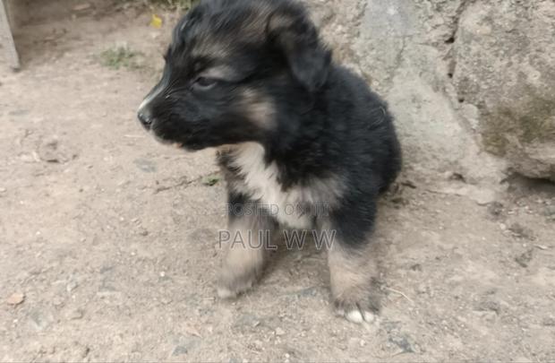 1-3 months Male Mixed Breed German Shepherd - thumbnail 4