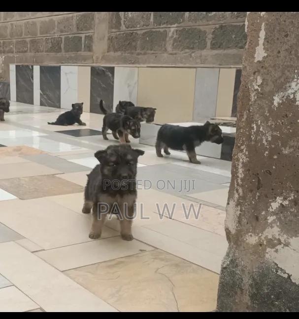 1-3 months Male Mixed Breed German Shepherd - thumbnail 5
