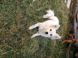 1+ year Male Purebred Japanese Spitz