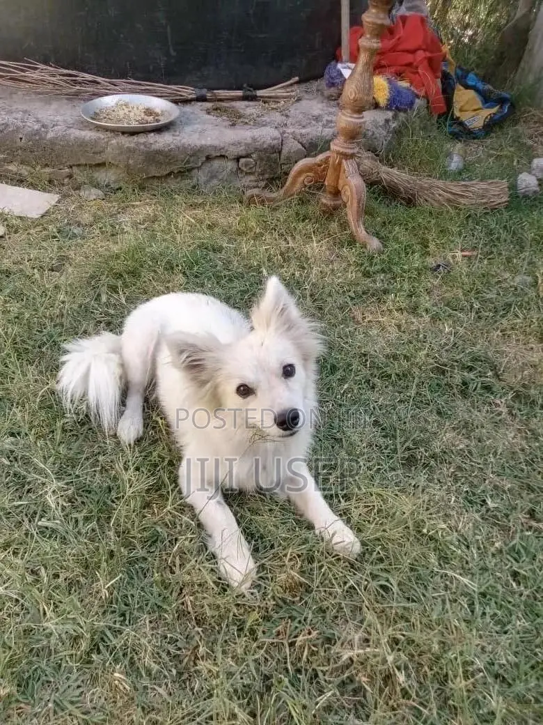 1+ year Male Purebred Japanese Spitz