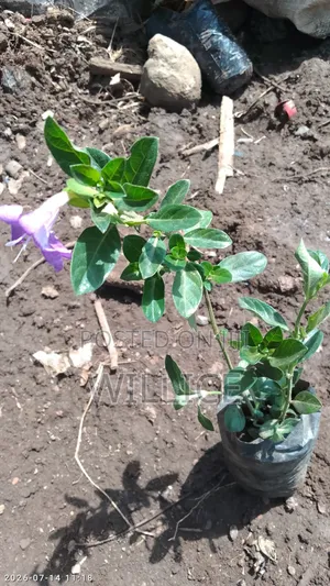 Barleria ,Edging and Border Plant