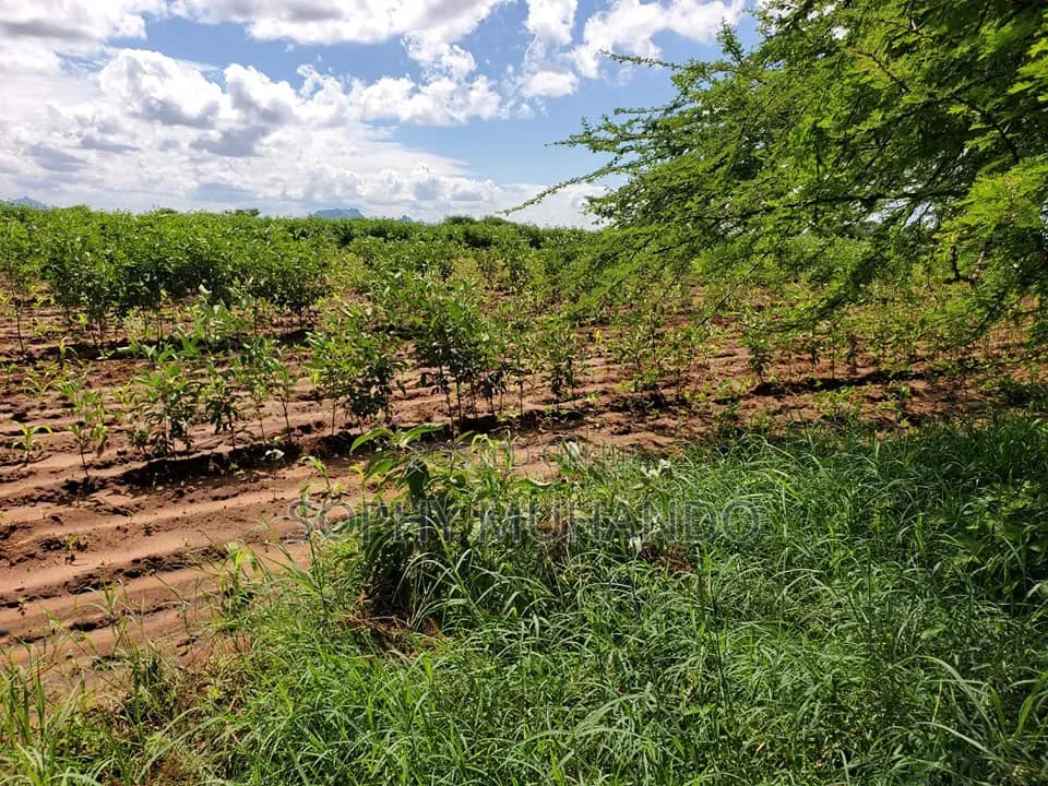 1/4 Acre Plot at KSh – Matuu