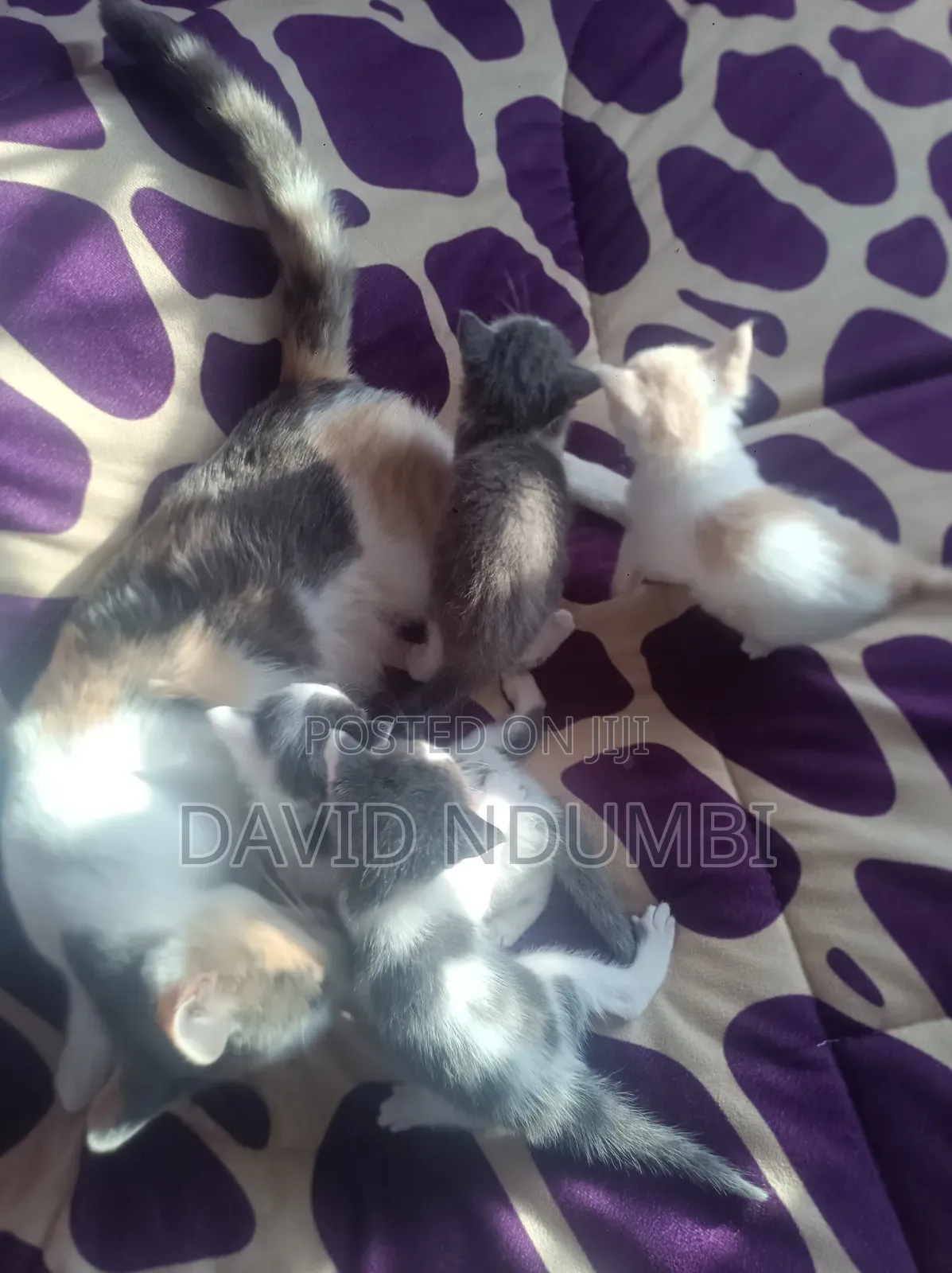 0-1 month Female Mixed Breed Persian