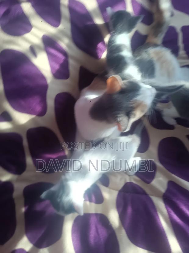 0-1 month Female Mixed Breed Persian - thumbnail 2