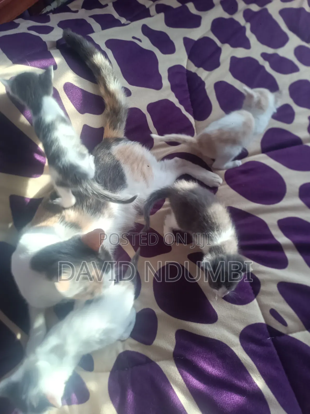 0-1 month Female Mixed Breed Persian
