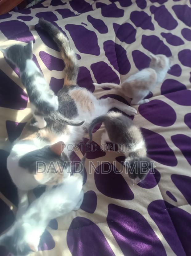 0-1 month Female Mixed Breed Persian - thumbnail 3