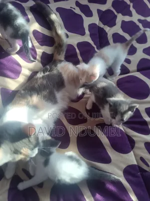 0-1 month Female Mixed Breed Persian