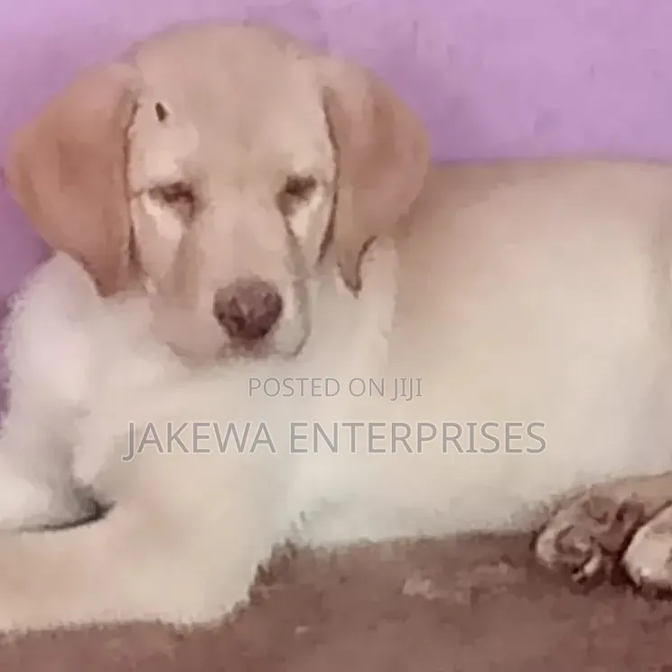 1-3 months Female Purebred Labrador Retriever