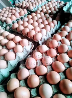 Egg Supply Wholesale