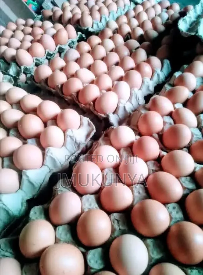Egg Supply Wholesale