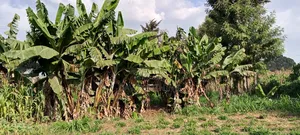 6bdrm Farm House in Kabatini for sale
