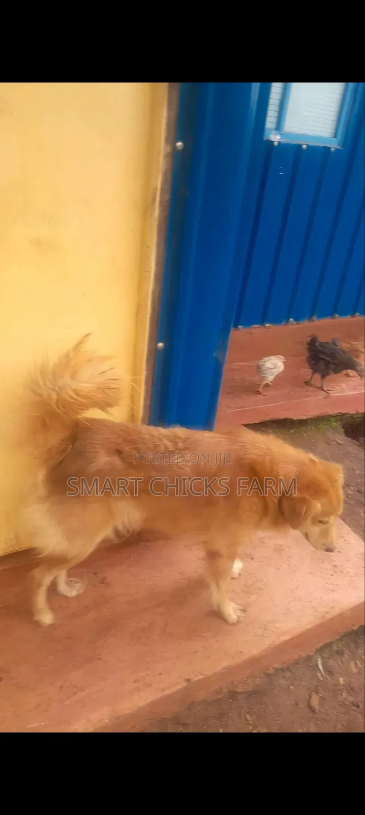 1-3 months Female Mixed Breed Alaskan Malamute
