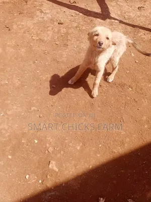 1-3 months Female Mixed Breed Alaskan Malamute