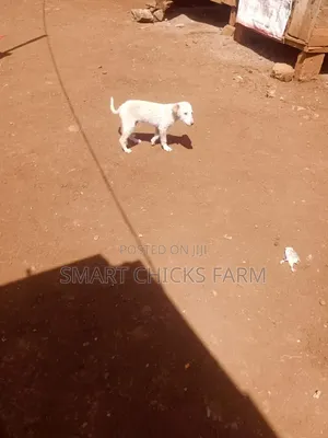 1-3 months Female Mixed Breed Alaskan Malamute