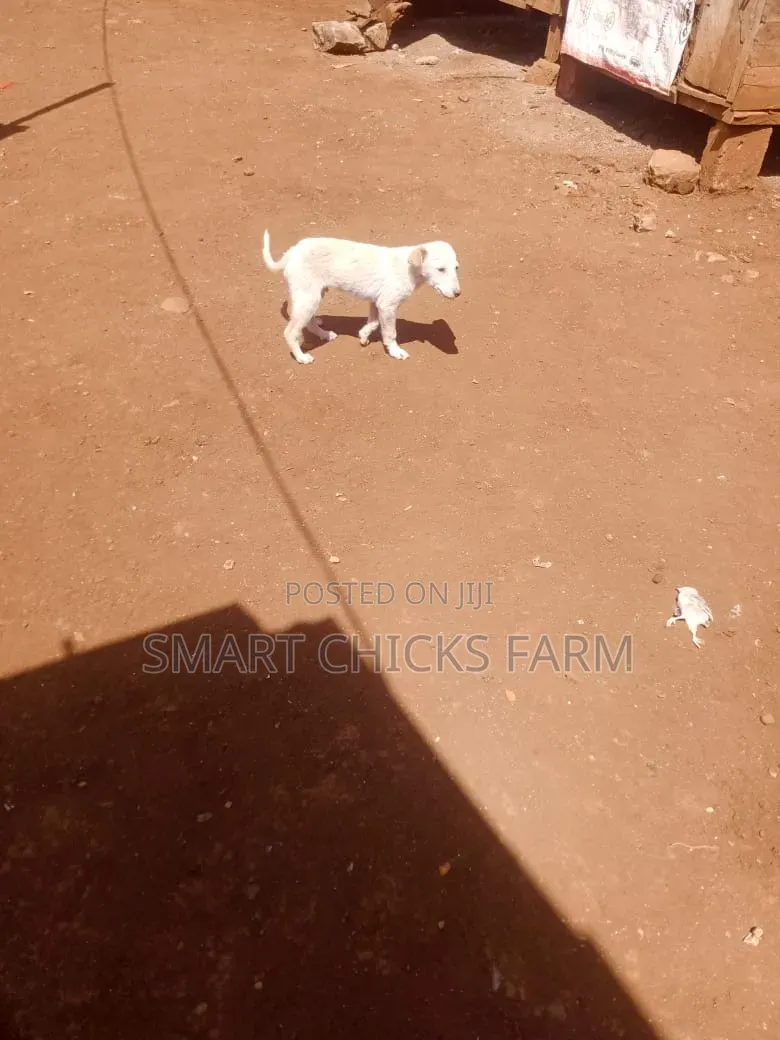1-3 months Female Mixed Breed Alaskan Malamute