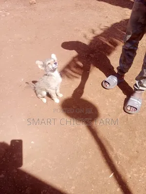 1-3 months Female Mixed Breed Alaskan Malamute