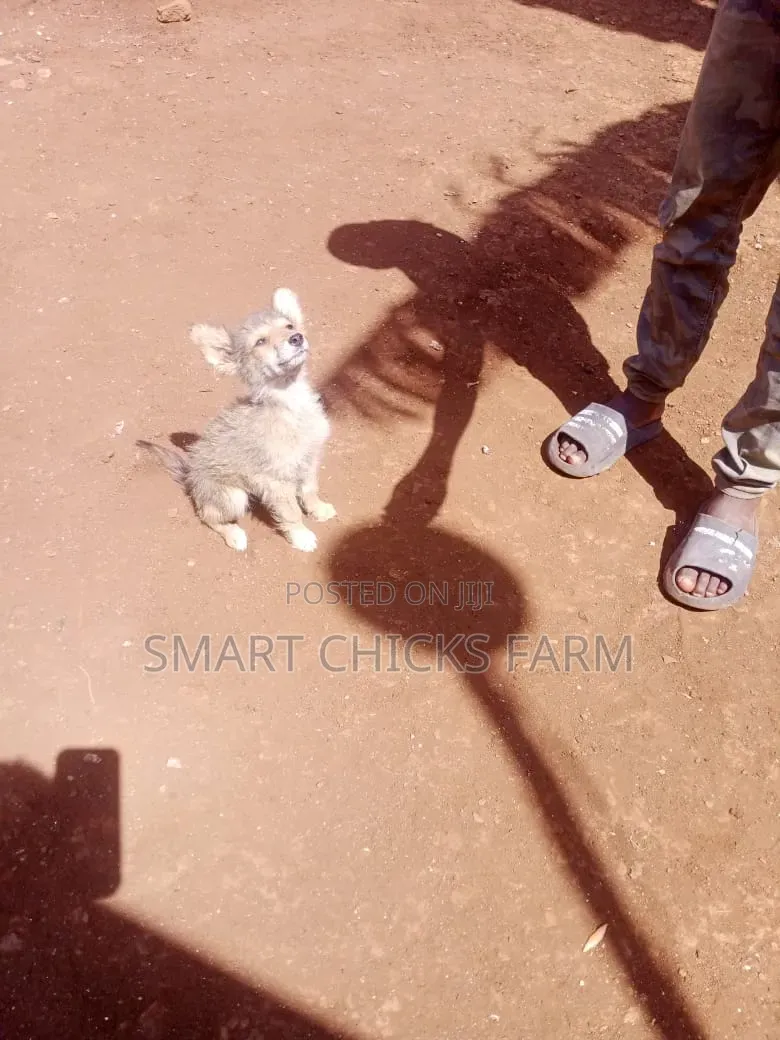 1-3 months Female Mixed Breed Alaskan Malamute