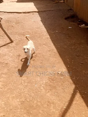 1-3 months Female Mixed Breed Alaskan Malamute