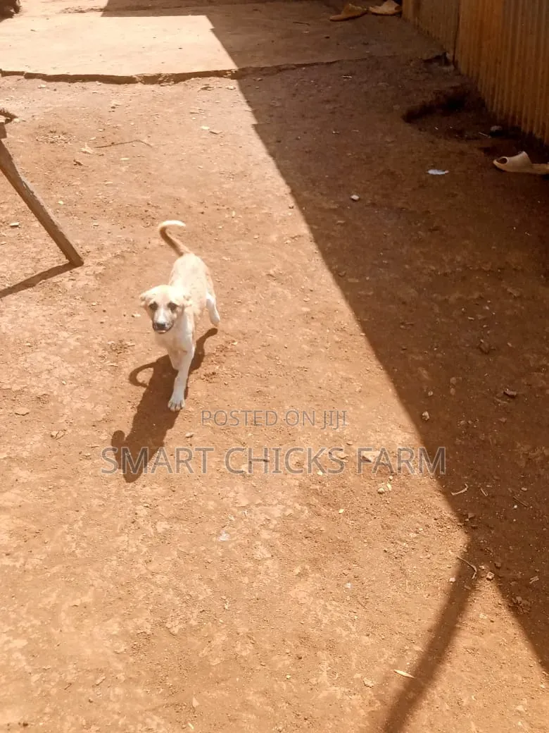 1-3 months Female Mixed Breed Alaskan Malamute