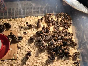 2 Groups of Peacock Chics for Sale (2 Weeks Old and 3 Months)
