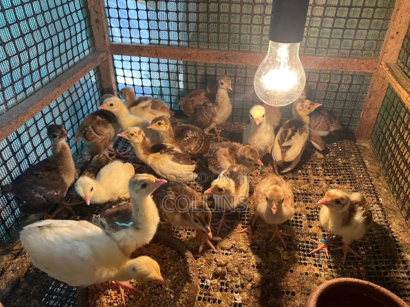 2 Groups of Peacock Chics for Sale (2 Weeks Old and 3 Months)
