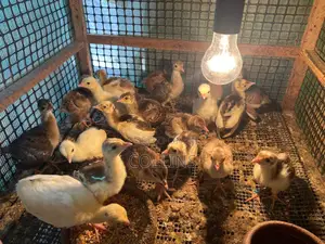 2 Groups of Peacock Chics for Sale (2 Weeks Old and 3 Months)
