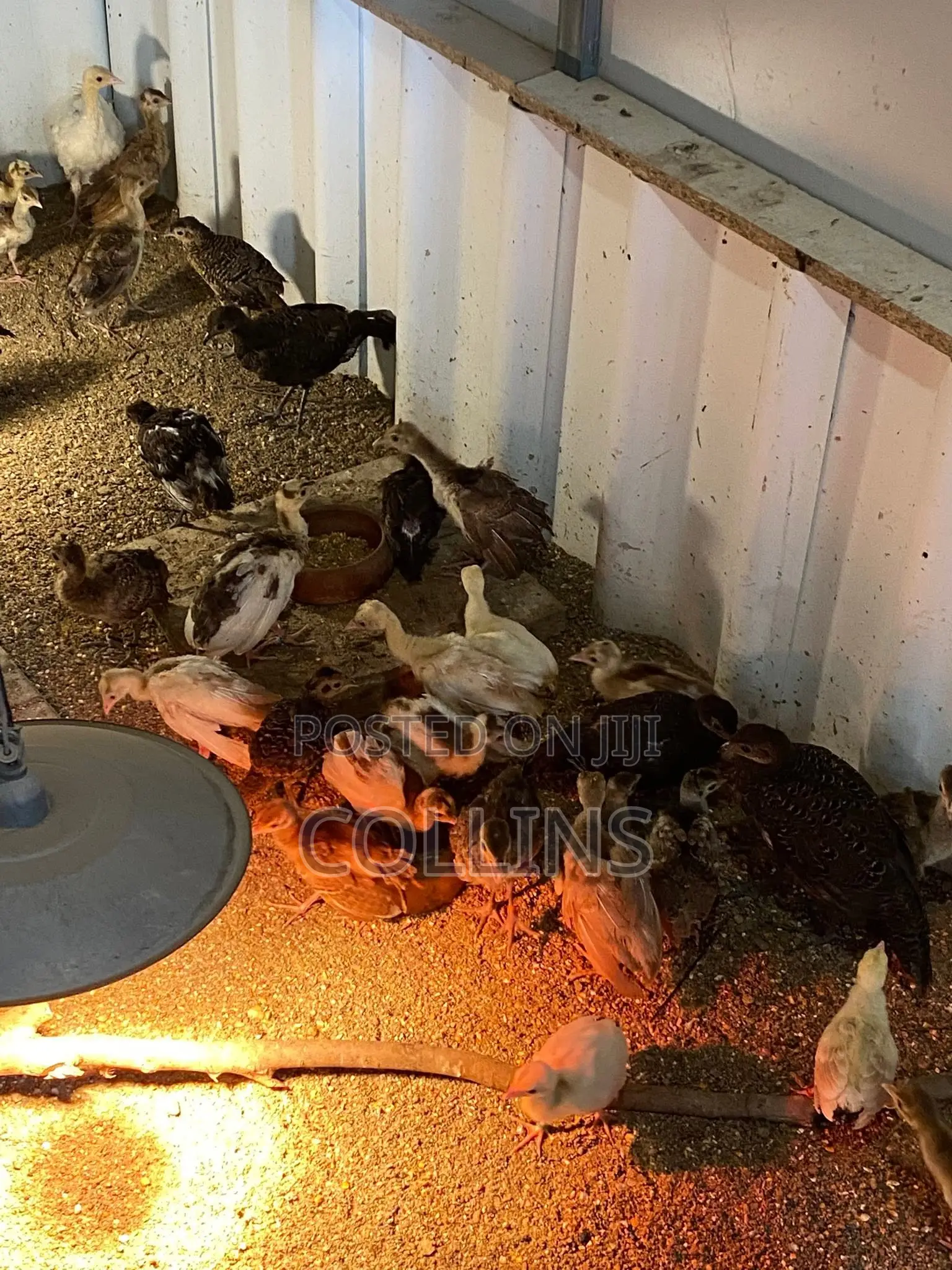 2 Groups of Peacock Chics for Sale (2 Weeks Old and 3 Months)