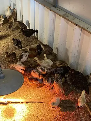 2 Groups of Peacock Chics for Sale (2 Weeks Old and 3 Months)