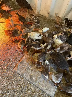 2 Groups of Peacock Chics for Sale (2 Weeks Old and 3 Months)