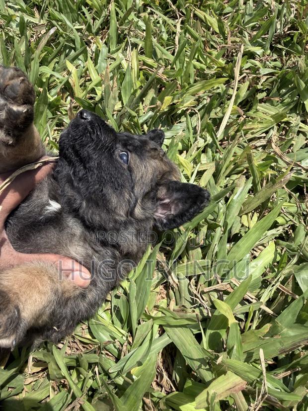0-1 month Male Mixed Breed German Shepherd - main view