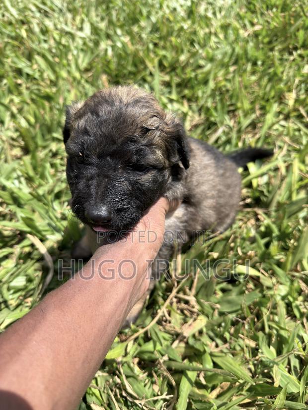 0-1 month Male Mixed Breed German Shepherd - thumbnail 3