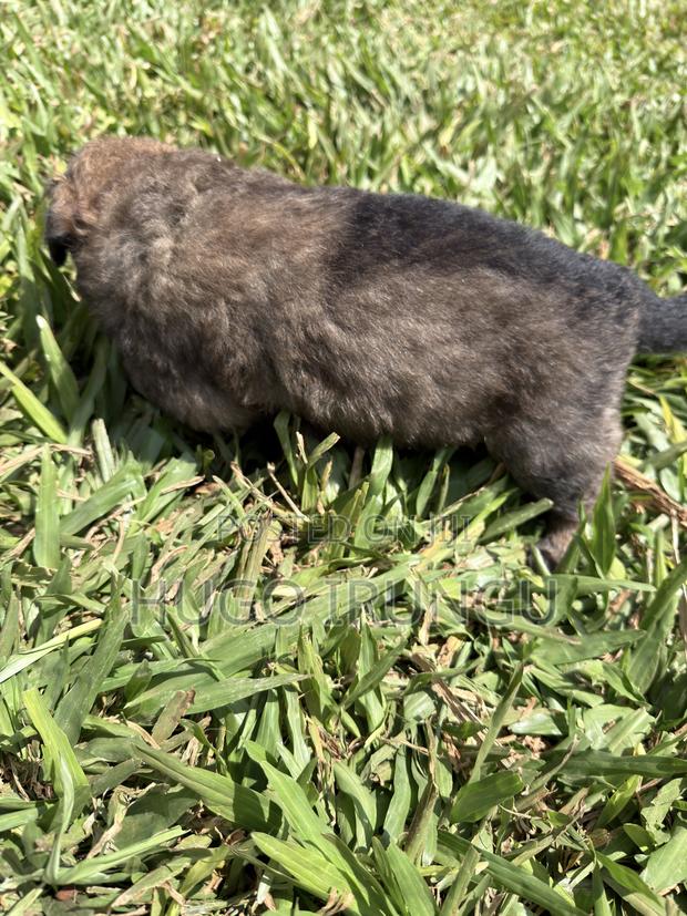 0-1 month Male Mixed Breed German Shepherd - thumbnail 2