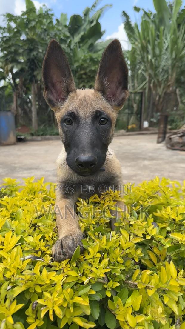 3-6 months Male Purebred Belgian Malinois - main view