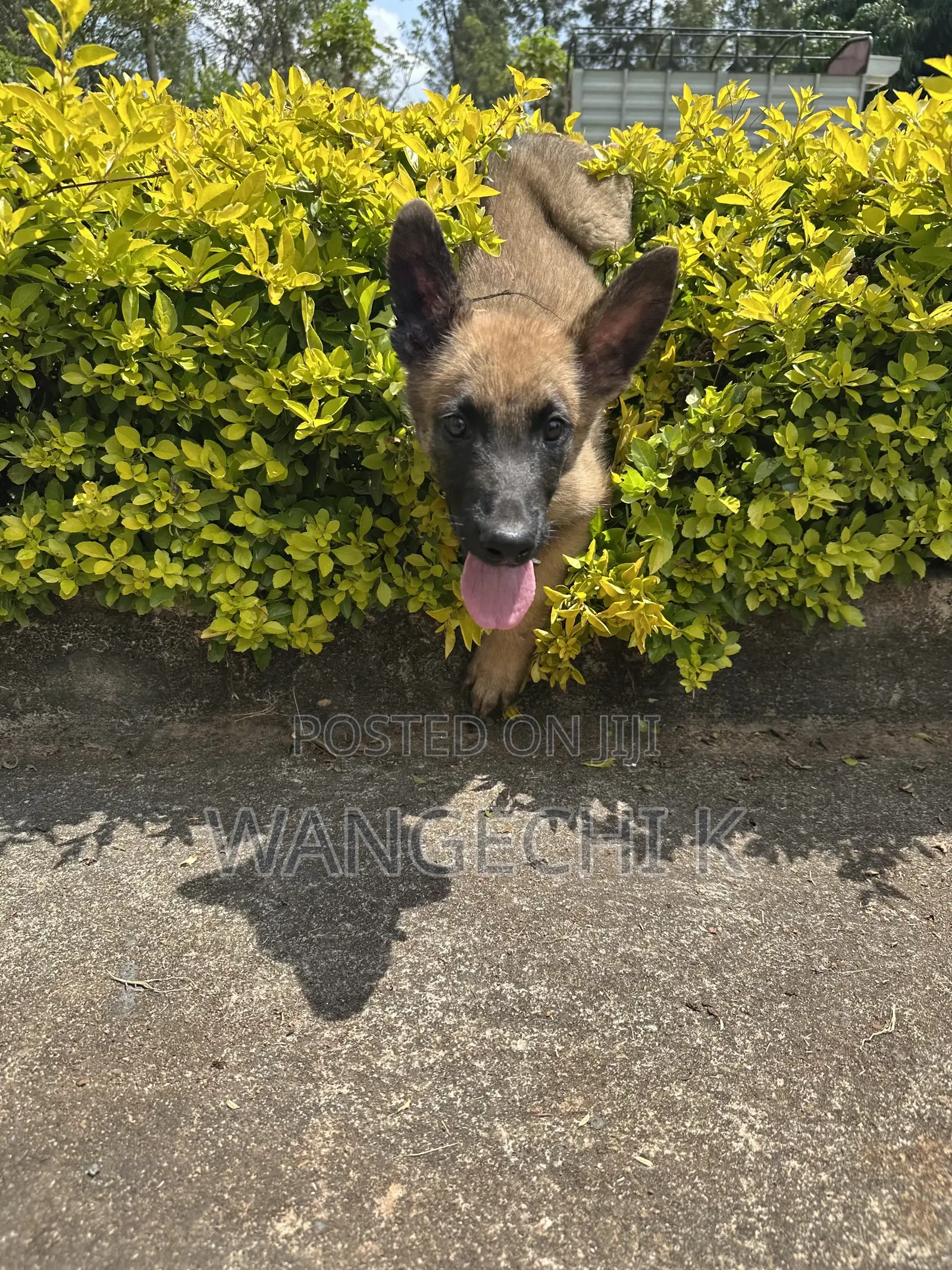 3-6 months Male Purebred Belgian Malinois