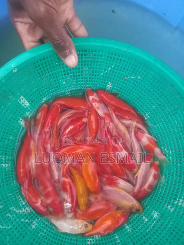 Pond Fishes, Goldfish