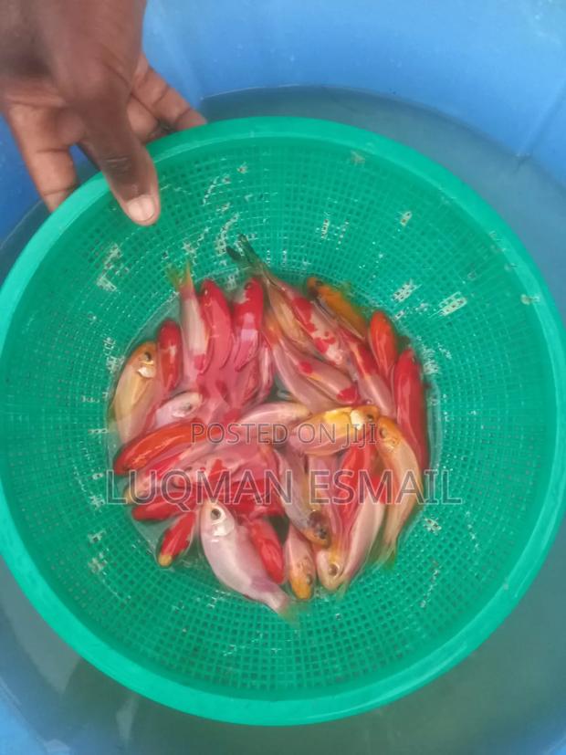 Pond Fishes, Goldfish - thumbnail 2