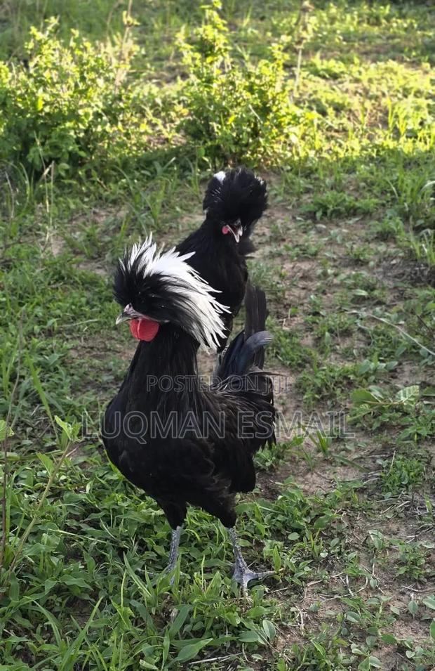 Crested White and Black Polish