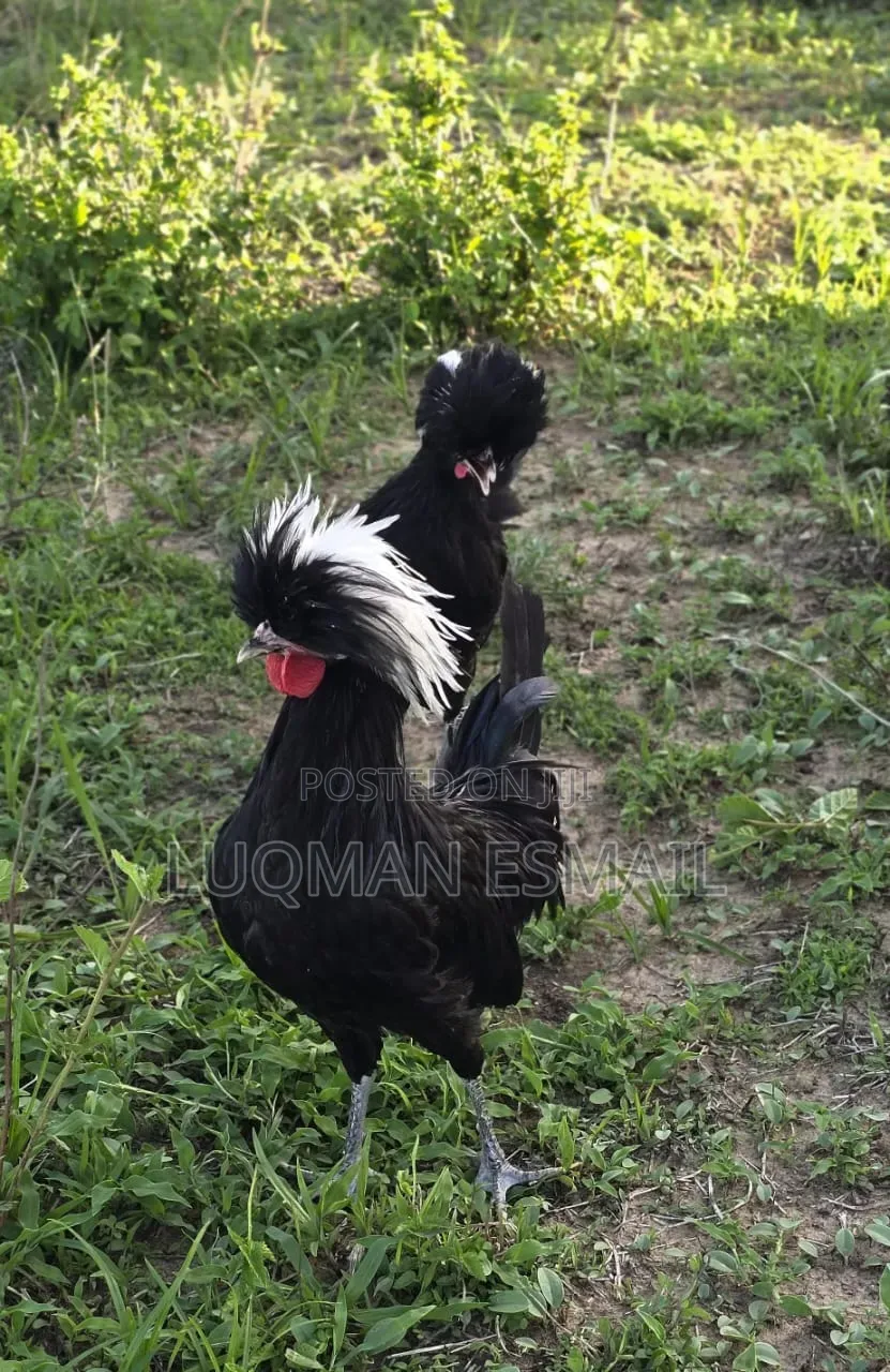 Crested White and Black Polish