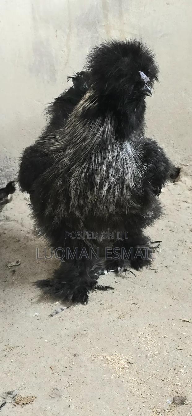 Polish Chickens Available - thumbnail 2