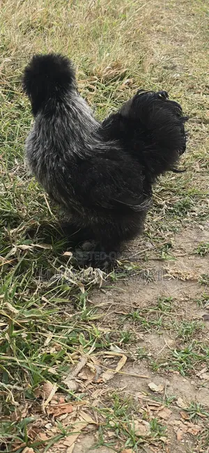 Crested Polish Chickens