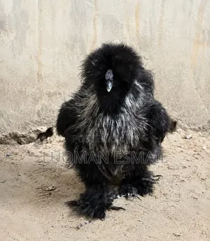 Crested Polish Chickens