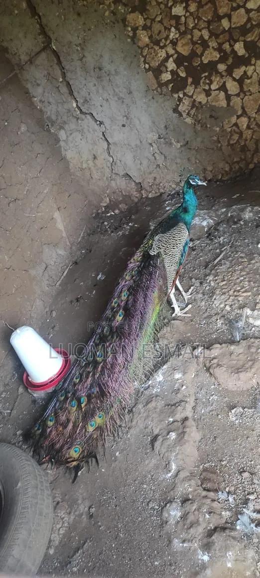 Peacock Male