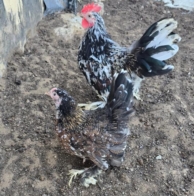 Molted Black Male